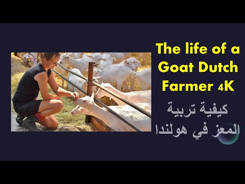 The life of a Goat Dutch Farmer 4K ??