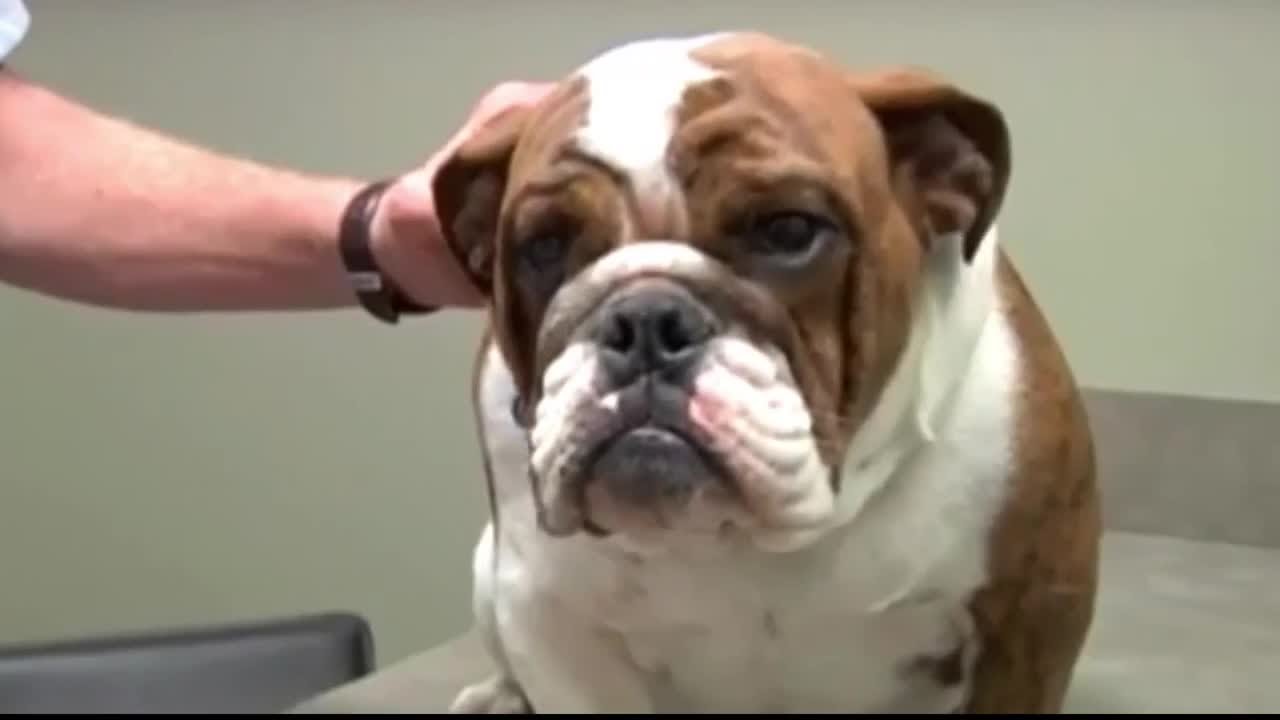 Montana veterinarian sees uptick in kennel cough cases YouTube