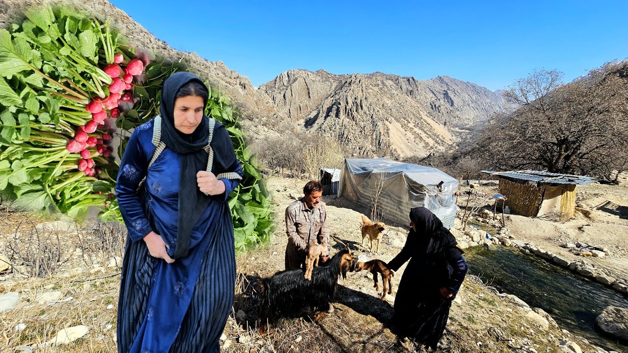 Сбор овощей 🥬 в высокогорье | Рождение близнецов + Аш Кардех | Кочевой образ жизни в Иране