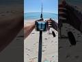 I caught a SHARK from the state park! #fishingvideo #fish #sharkfishing