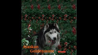 Alaskan Goldenmute | Goldenmute Dog Breed | Alaskan Goldenmute Crossbreed | Alaskan by BestBreds 110 views 8 months ago 8 minutes, 19 seconds