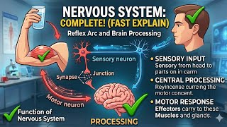Class 8th Nervous system #education#8th #pectaa #school #science #biology