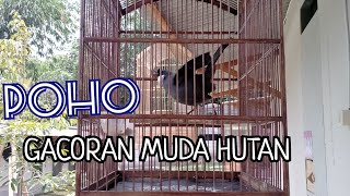 POHO MUDA HUTAN ISTIMEWA