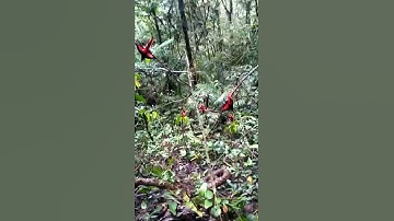 Cara mikat burung mantenan pake pulut yang jitu 👍👍👍