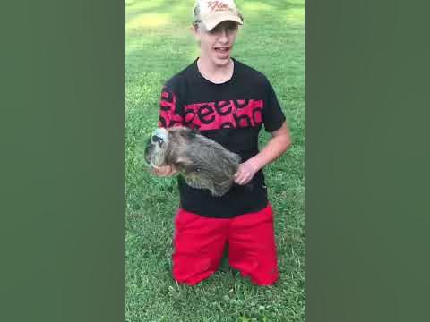 Catching groundhog with bare hands - YouTube