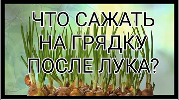 Что сажать на грядку после лука?