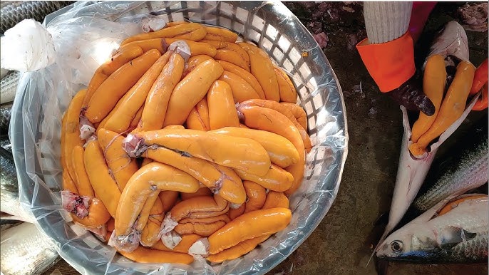 Mullet Roe is Florida GOLD  Expensive Fish Eggs (烏魚子)(カラスミ) 