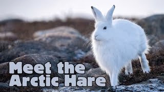 Meet The Arctic Hare Animal Science For Kids