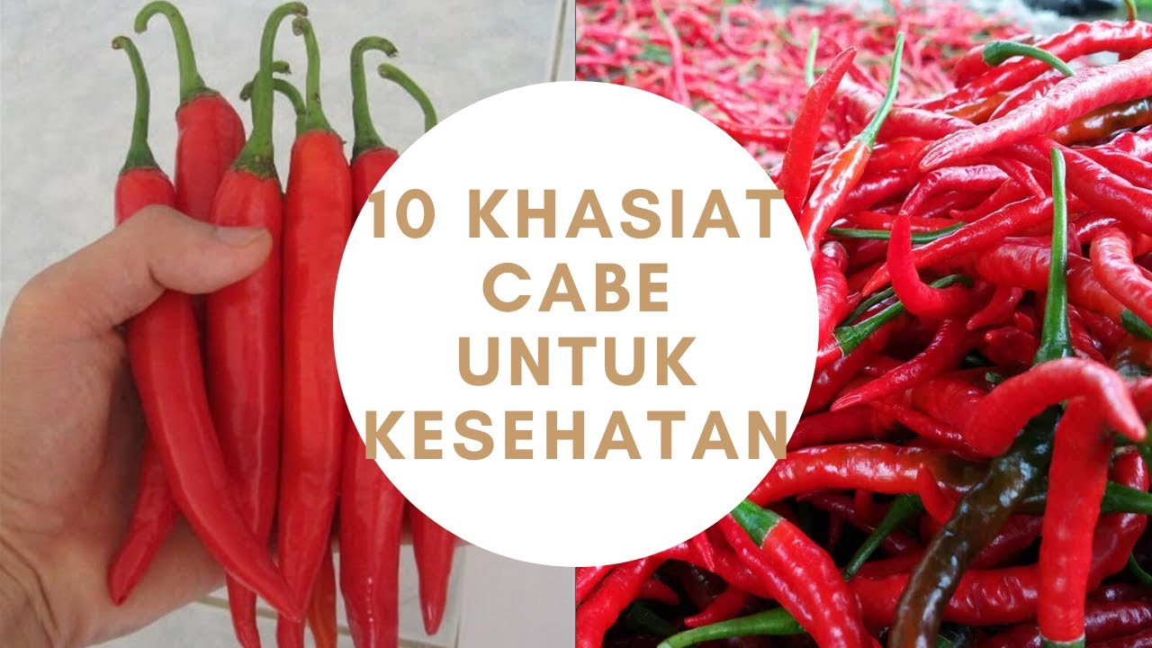 KHASIAT DAN MANFAAT CABE 