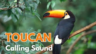 Toucan Calling Sound by Nature Voice Channel 111 views 1 month ago 15 minutes