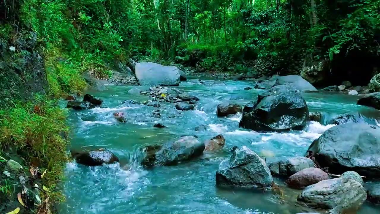 Forest Ambience, Peaceful Forest Stream, Nature Sounds for Calm and Inner Balance