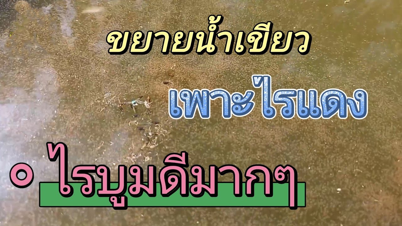 แจกสูตร ขยายน้ำเขียว เพาะไรแดงน้ำเขียว ไรแดงบูมมากๆ