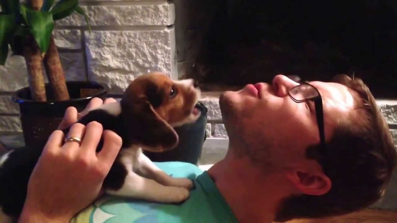 beagle puppy howl