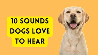 10 Sounds Dogs Love To Hear