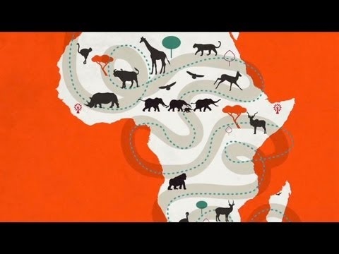 bonobo plaisir A Changing Africa - African Wildlife Foundation