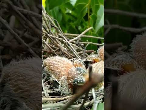 Video chim cu xanh 1 - youtube