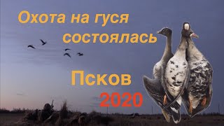 Охота на гуся состоялась Весна 2020 Псков