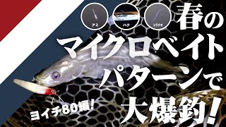 【シーバス】春のマイクロベイトパターンで大爆釣! ヨイチ80編!