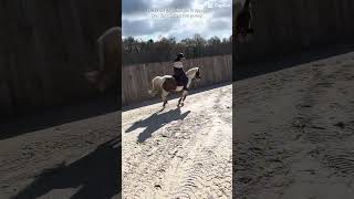 Coco the crack #horse #equestrianjourney #equestrian #cheval