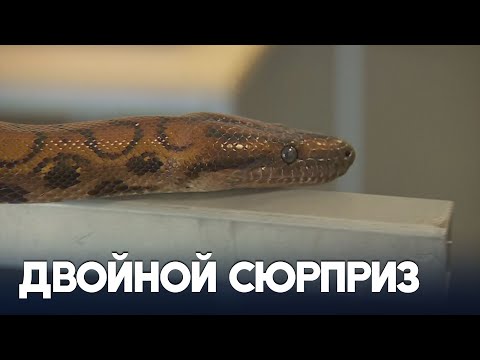 Одинокая змея-«самец» Роналду принесла 14 детёнышей