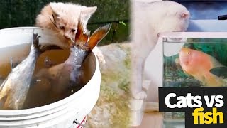 Cat vs Fish Compilation - The Ultimate Showdown