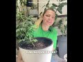 Супер подкормка для томатов