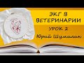 ЭКГ В ВЕТЕРИНАРИИ УРОК 2