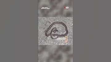 Cận cảnh loài rắn mới tại việt nam, sở hữu bề ngoài đáng sợ nhưng vô hại