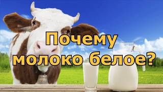 Почему молоко белое?