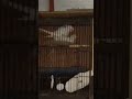 Cockatiel Mating Season #birds #cockatiel #pet #like #trending