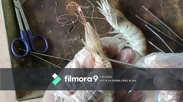prawn thoracic appendages dissection