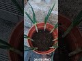 根がついてるねぎは楽しめる。 #土嚢袋栽培