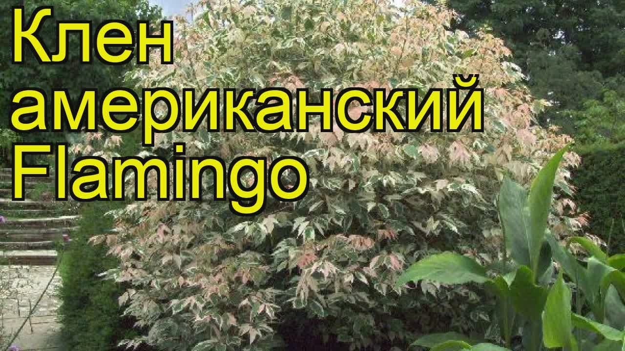 Клен американский Фламинго. Краткий обзор, описание характеристик, где купить acer negundo Flamingo