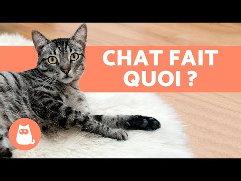 Vidéo: Que Fait Votre Chat Quand Il Est Dehors ?