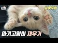 아기고양이 재우기