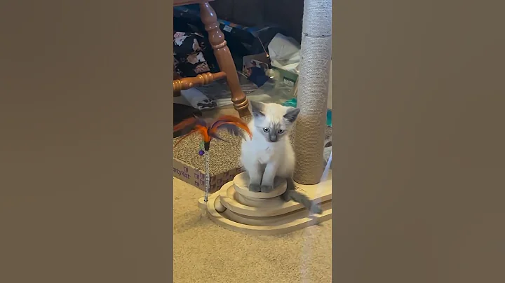 Video 10725431: siamese cat pets, siamesecat pets, beautiful siamese cat