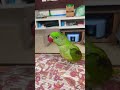 Talking Parrot Loves Mummy #parrot #talkingparot #birds