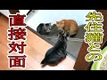 ジロー30日目 【初対面!】ジロー、3猫と会うの巻