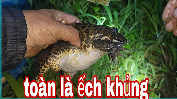 hôm nay đi cắm câu ếch chúng mánh vào khu vườn ếch lâu năm không 