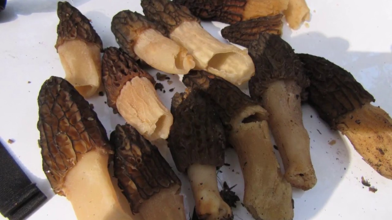 Morel hunting in California YouTube