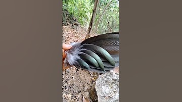 tw qaib qus zoo nkauj kawg li. đôi gà rừng rặc