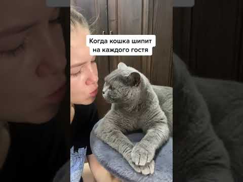 Когда кошка шипит на каждого гостя🥺