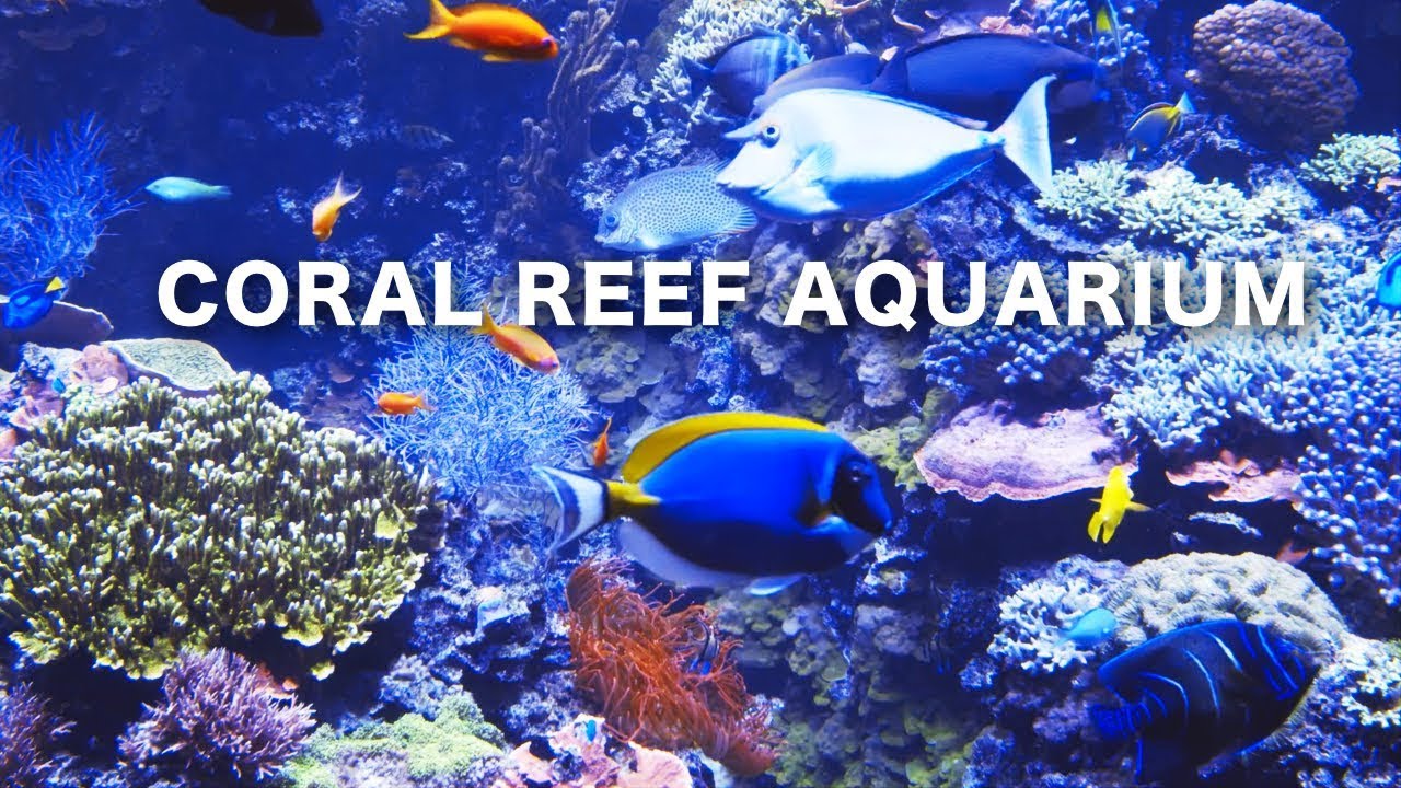 Coral Reef Aquarium Relaxing Music 8 HOURS 🐠FISH TANK RELAXTIME screesaver acquarium YouTube