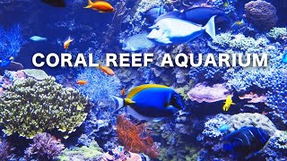 Coral Reef Aquarium Relaxing Music 8 HOURS 🐠FISH TANK #RELAXTIME #screesaver #acquarium
