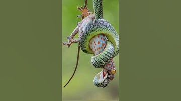 Tắc kè bị rắn tấn công