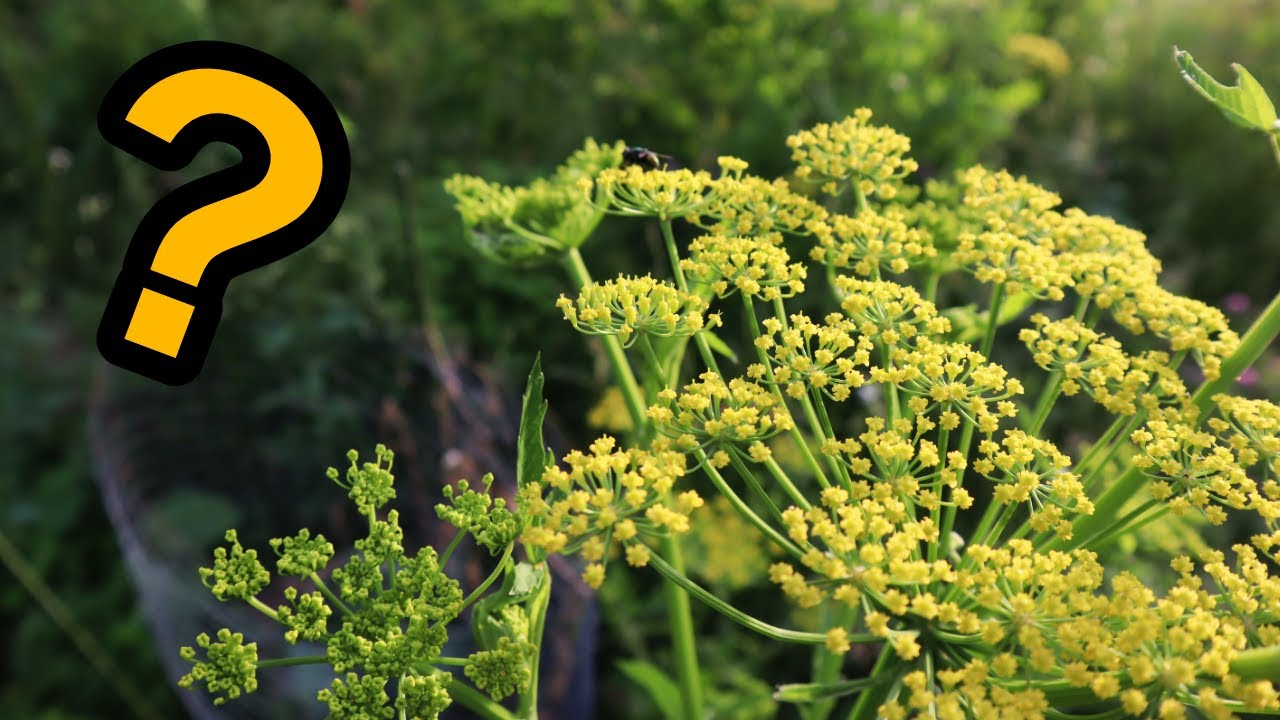 Садоводство для выживания: 5 самых популярных культур по мнению садоводов-любителей; еда, которая...