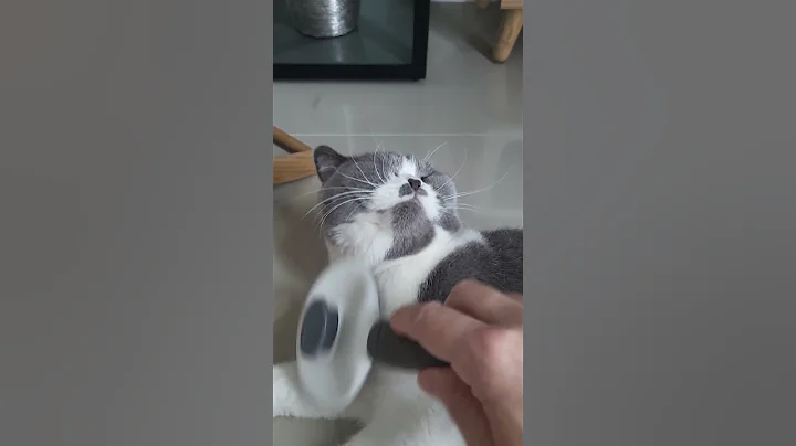 Video 11277911: snow british shorthair, british shorthair enjoying