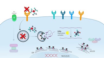 COVID-19 Animation | SARS-CoV-2 infection and treatment | InvivoGen