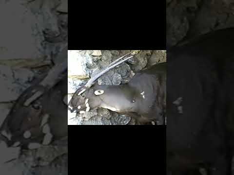 Саола - Новый Открытый Вид Животного! #shorts