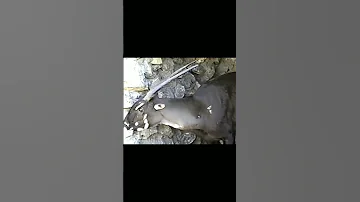 Саола - Новый Открытый Вид Животного! #shorts
